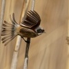 Moudivlacek luzni - Remiz pendulinus - Eurasian Penduline-Tit 0949